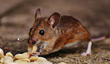 24 Hour & Emergency Exterminators in East Conneaut, OH